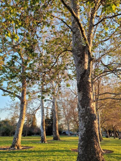 Bowers Park - Santa Clara, CA