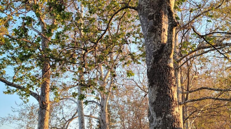 Bowers Park - Santa Clara, CA