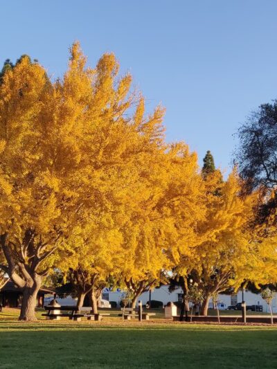 Civic Center Park - Santa Clara, CA