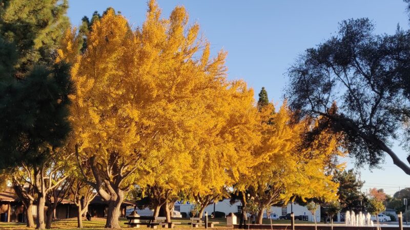 Civic Center Park - Santa Clara, CA