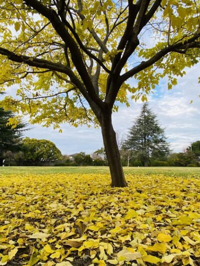 Jenny Strand Park - Santa Clara, CA