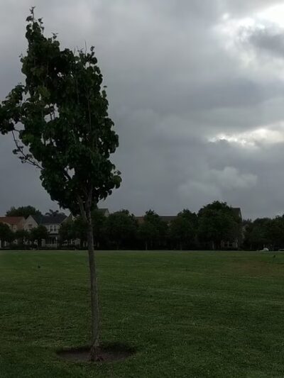 Live Oak Park - Santa Clara, CA