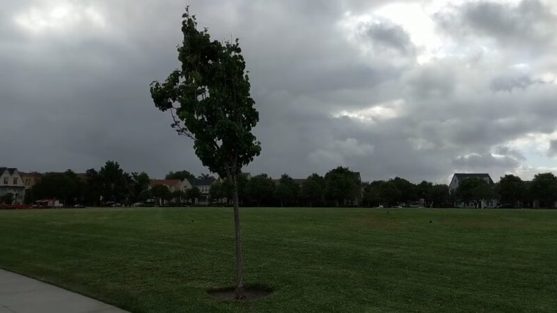 Live Oak Park - Santa Clara, CA