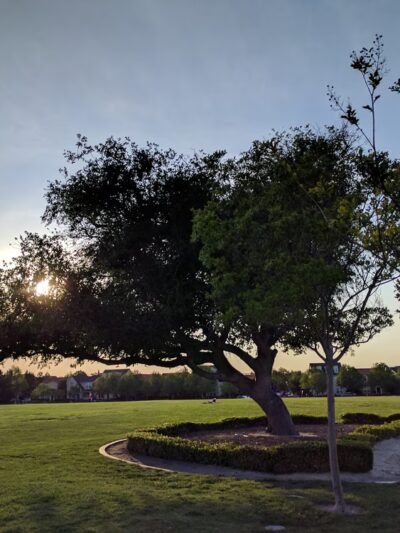 Live Oak Park - Santa Clara, CA