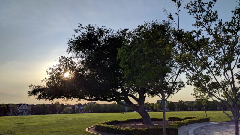 Live Oak Park - Santa Clara, CA