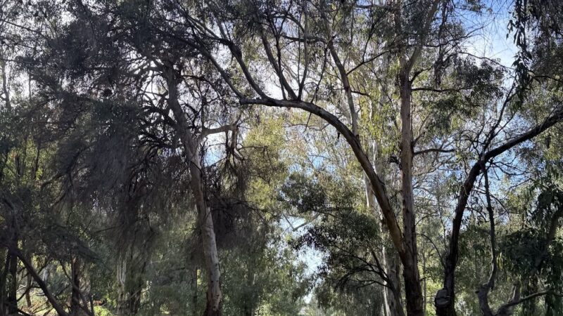 Ulistac Natural Area - Santa Clara, CA