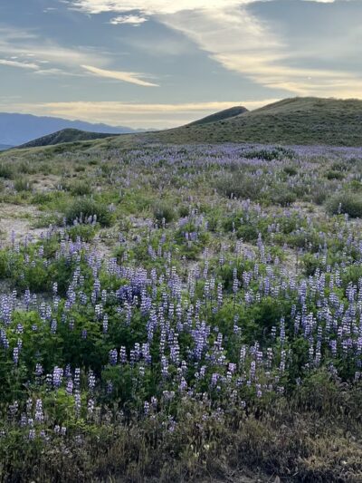 Skyline Ranch Walking Trail - Santa Clarita, CA