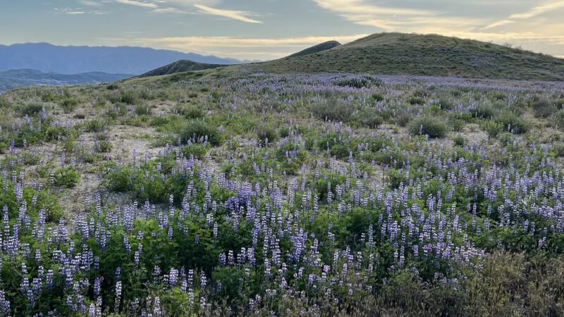 Skyline Ranch Walking Trail - Santa Clarita, CA