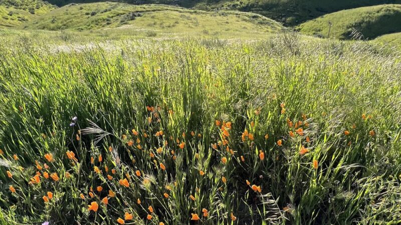 Skyline Ranch Walking Trail - Santa Clarita, CA