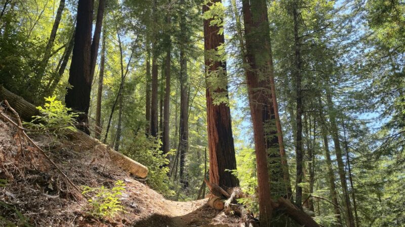 Bonny Doon Ecological Reserve - Santa Cruz, CA