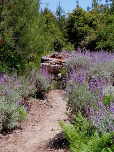 Bonny Doon Ecological Reserve - Santa Cruz, CA