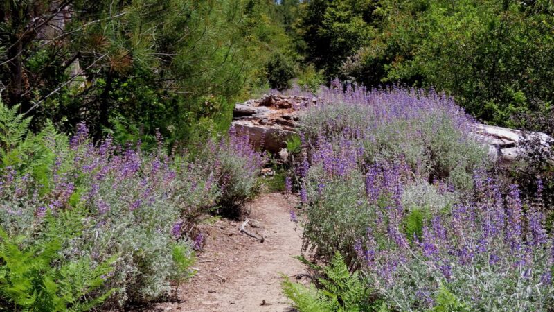 Bonny Doon Ecological Reserve - Santa Cruz, CA
