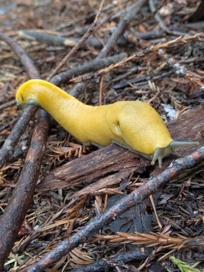 Bonny Doon Ecological Reserve - Santa Cruz, CA