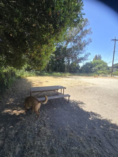 Branciforte Dog Park - Santa Cruz, CA