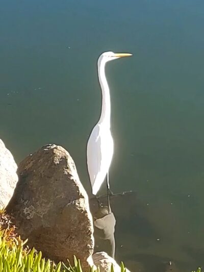Frederick Street Park - Santa Cruz, CA
