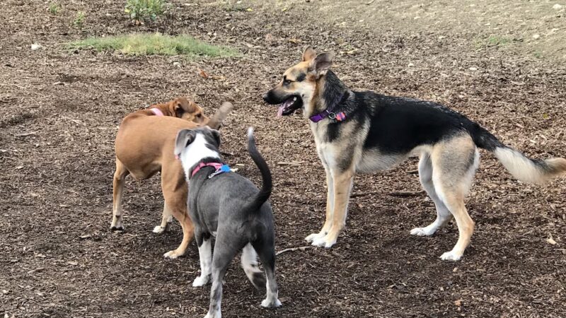 Mimi De Marta Park - Santa Cruz, CA