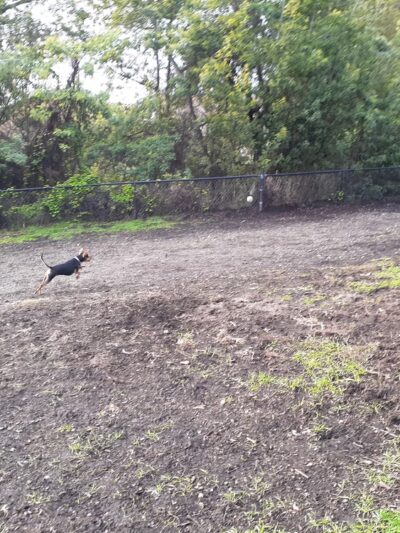 Pacheco Dog Park - Santa Cruz, CA