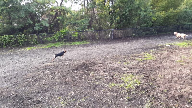 Pacheco Dog Park - Santa Cruz, CA