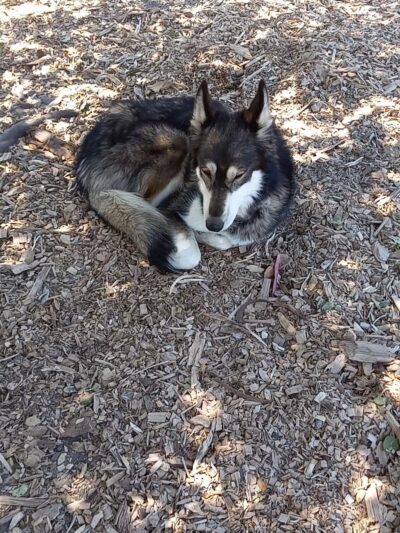 Pacheco Dog Park - Santa Cruz, CA