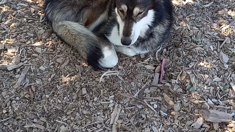 Pacheco Dog Park - Santa Cruz, CA