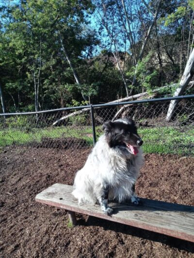 Pacheco Dog Park - Santa Cruz, CA