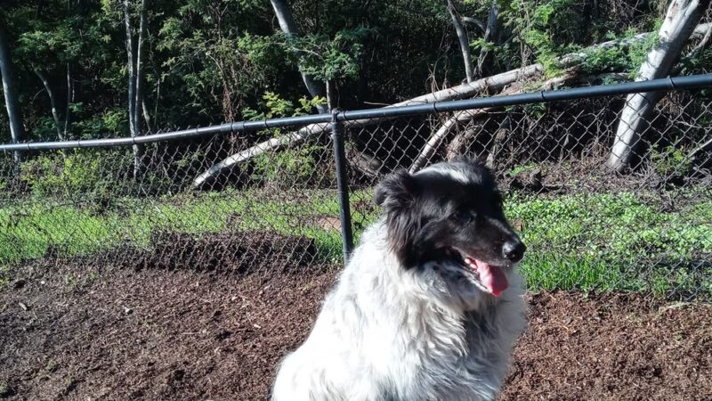 Pacheco Dog Park - Santa Cruz, CA