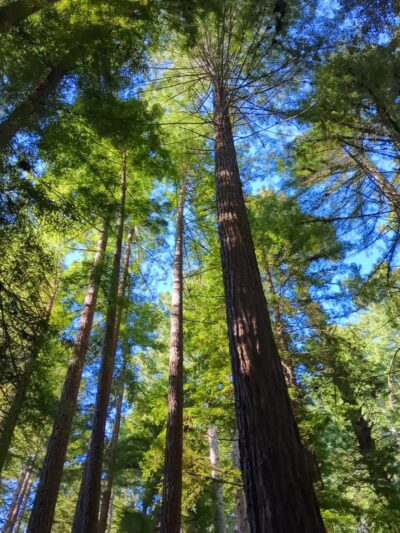 Santa Cruz Rincon Trail Trailhead - Santa Cruz, CA