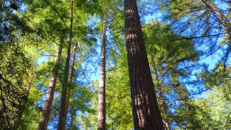 Santa Cruz Rincon Trail Trailhead - Santa Cruz, CA