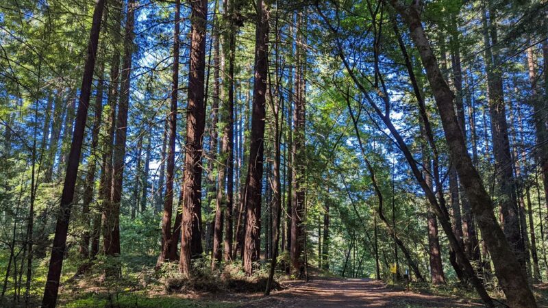 Santa Cruz Rincon Trail Trailhead - Santa Cruz, CA