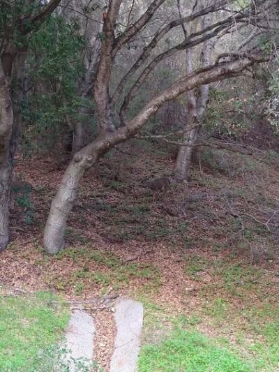 Spring Box Trailhead - Santa Cruz, CA