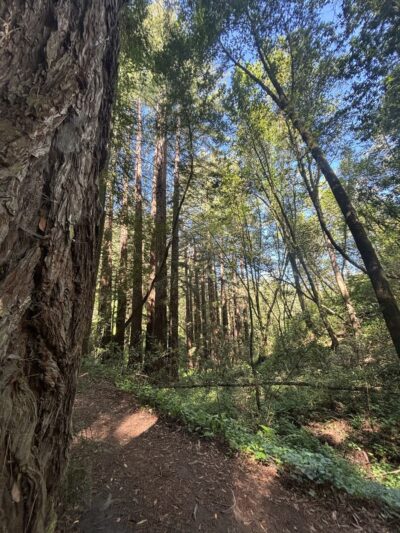Upper DeLaveaga Loop Trailhead - Santa Cruz, CA