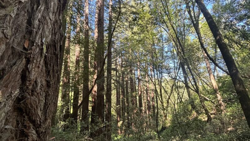 Upper DeLaveaga Loop Trailhead - Santa Cruz, CA