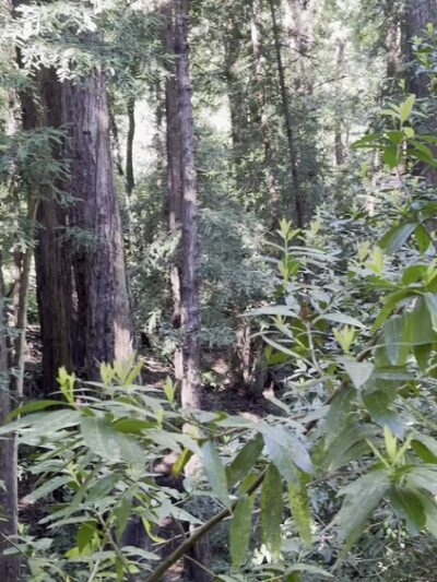 Upper DeLaveaga Loop Trailhead - Santa Cruz, CA