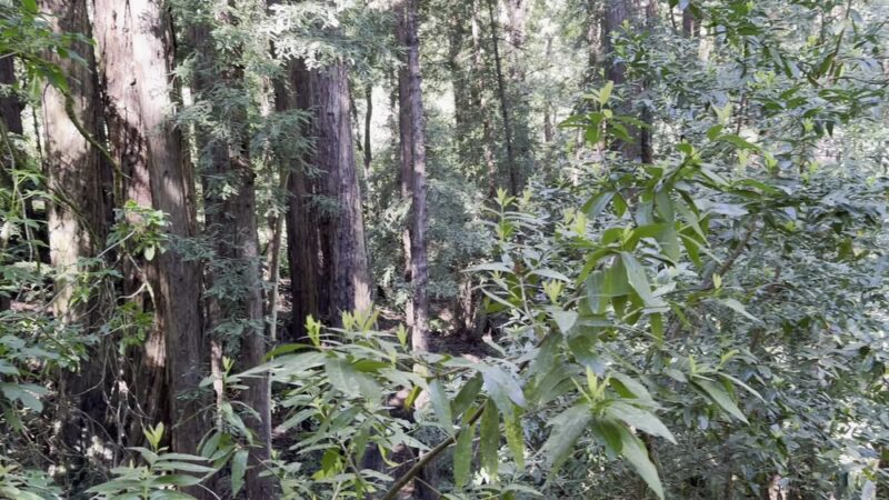 Upper DeLaveaga Loop Trailhead - Santa Cruz, CA