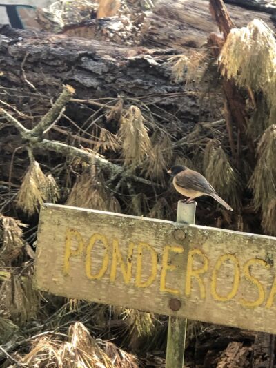Upper DeLaveaga Loop Trailhead - Santa Cruz, CA