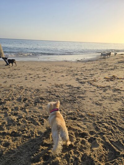 West Cliff Dog Park - Santa Cruz, CA