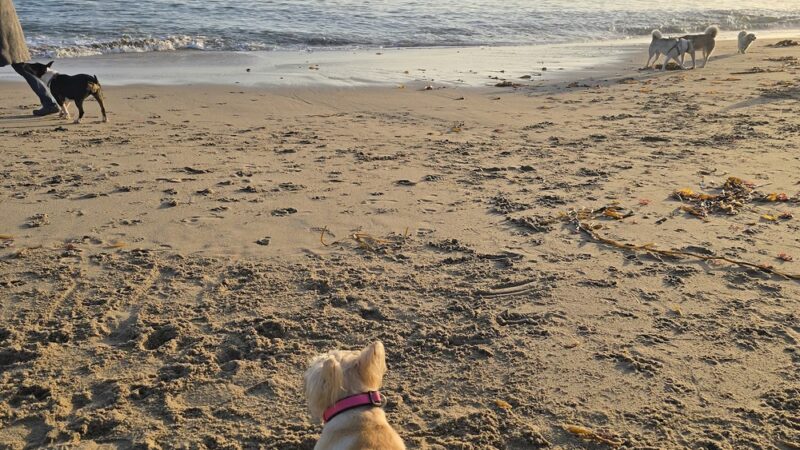 West Cliff Dog Park - Santa Cruz, CA