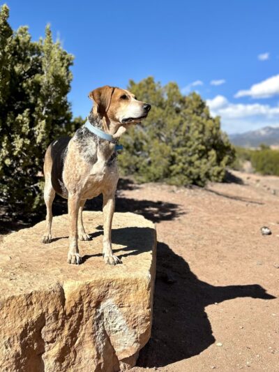 Dog park Ridge Top - Santa Fe, NM