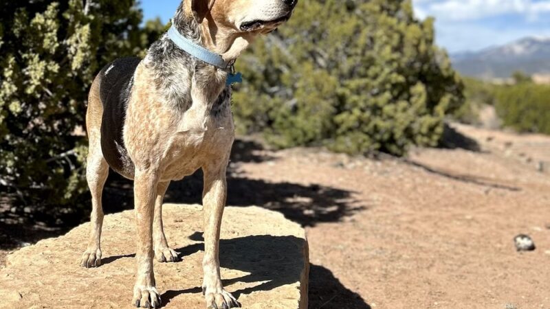 Dog park Ridge Top - Santa Fe, NM