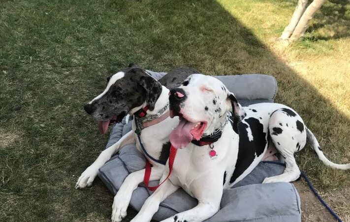Dognpooch.com - Santa Maria, CA