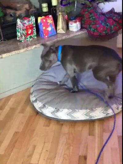 Dognpooch.com - Santa Maria, CA
