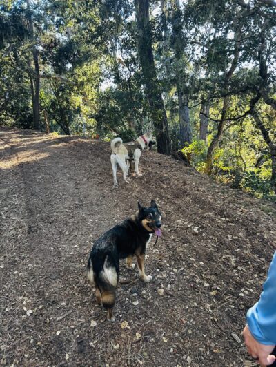 Dognpooch.com - Santa Maria, CA