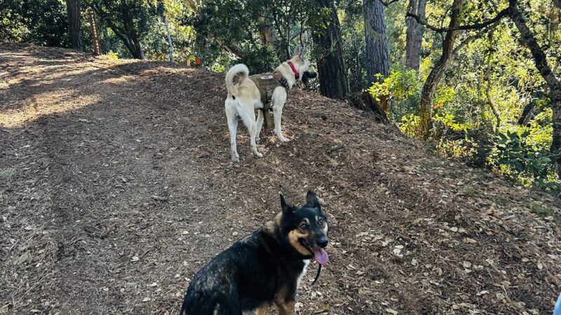 Dognpooch.com - Santa Maria, CA