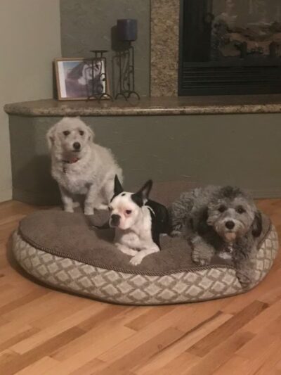 Dognpooch.com - Santa Maria, CA