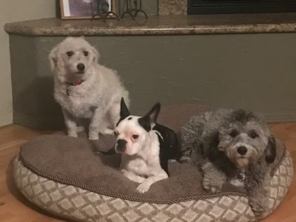Dognpooch.com - Santa Maria, CA