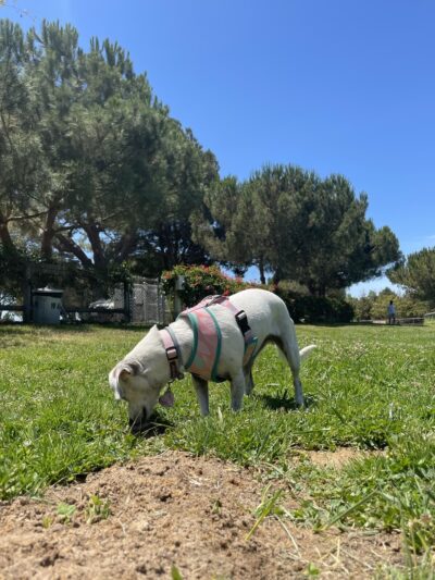 W.O.O.F. P.A.C. Park - Santa Maria, CA