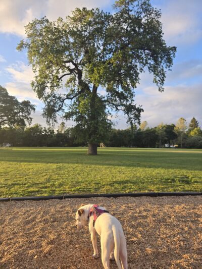 City of Santa Rosa - Steele Lane Park - Santa Rosa, CA