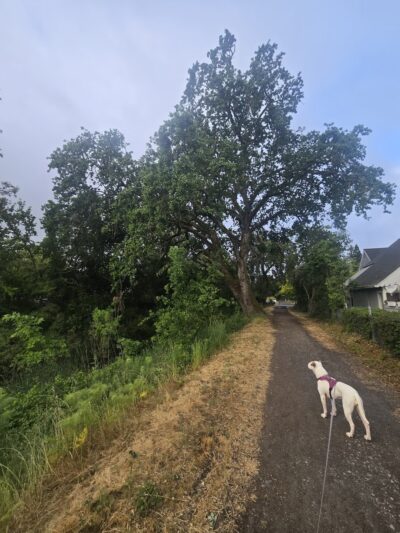 City of Santa Rosa - Steele Lane Park - Santa Rosa, CA