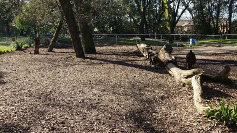 Doyle Community Park - Santa Rosa, CA