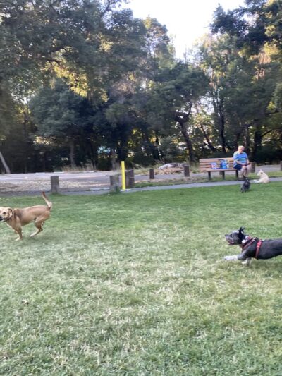 Doyle Community Park - Santa Rosa, CA